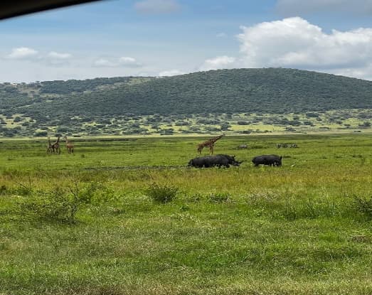 Authentic Safari Experiences