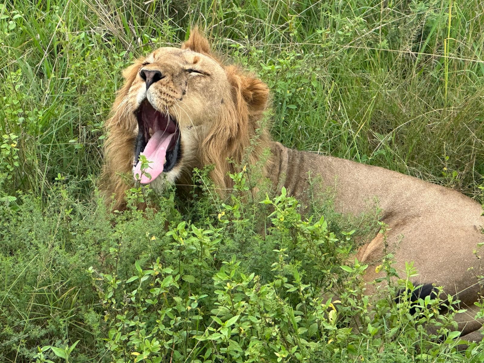 Private Safaris