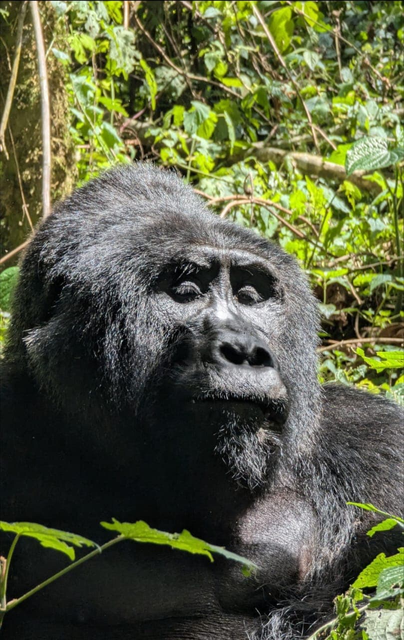 2-Day Uganda Gorilla Trekking Experience via Kigali