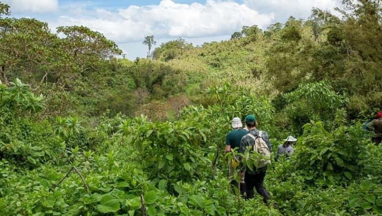 1-Day Dian Fossey Tomb Hike in Volcanoes National Park
