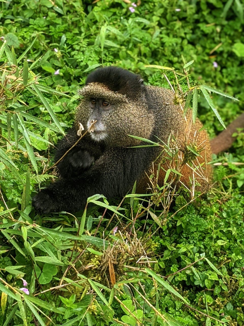 2-Day Rwanda Golden Monkey Trekking Safari