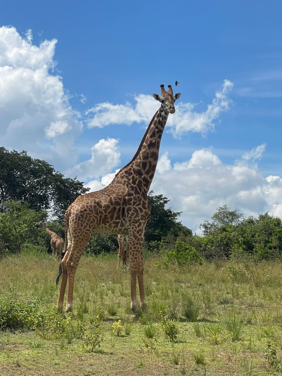 3-Day Uganda Wildlife Adventure Safari 