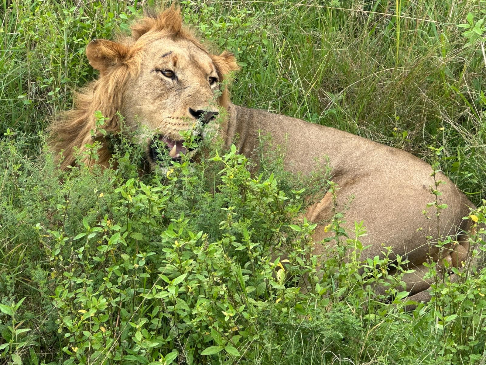 4-Day Queen Elizabeth National Park Wildlife Safari