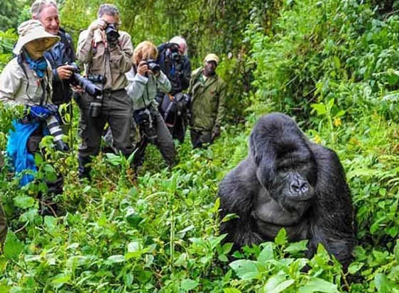 5-Day Uganda & Rwanda Gorilla Trekking Safari