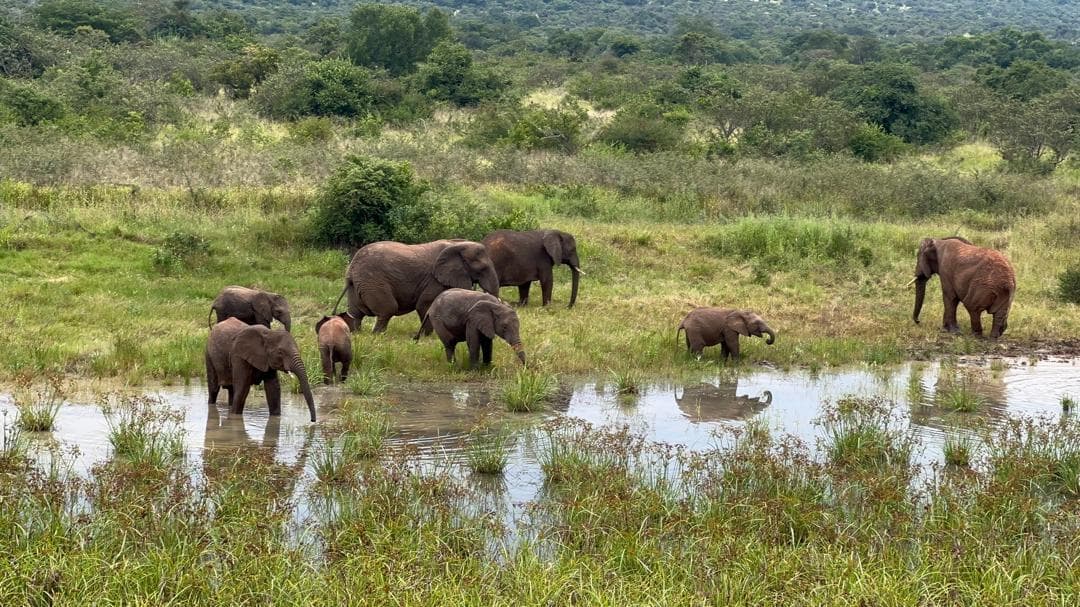 7-Day Uganda Wildlife Adventure Safari