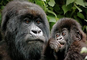 10-Day Uganda Gorilla Wildlife Safari.