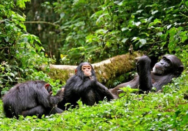 Kibale National Park