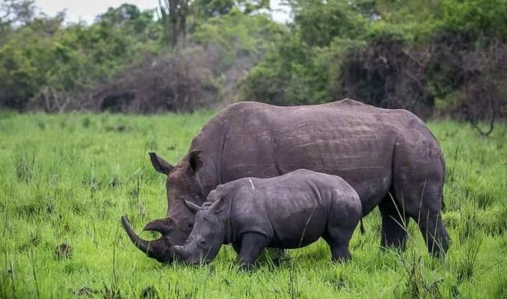 Ziwa Rhino Sanctuary