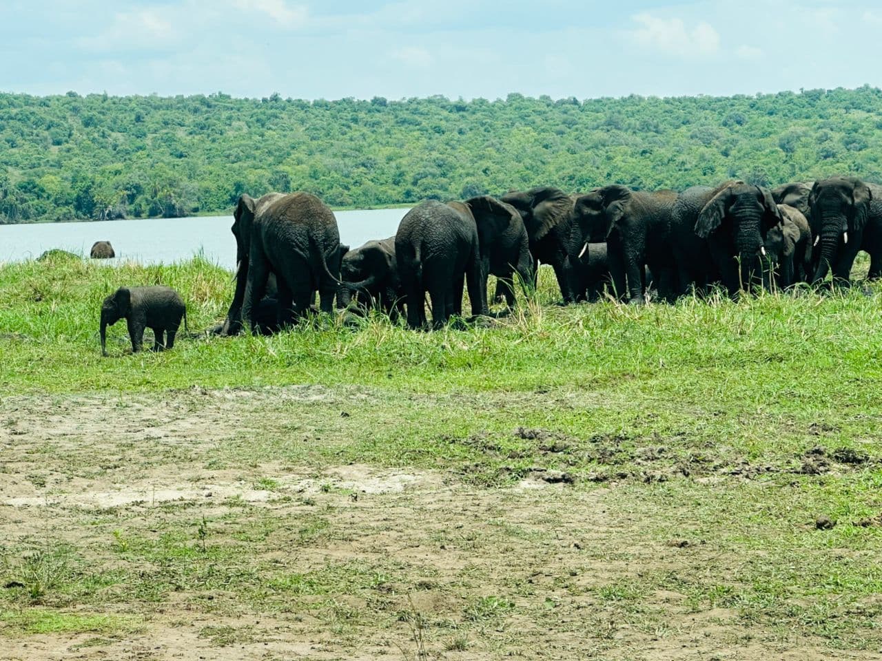 8-Day Rwanda Wildlife & Primate Safari