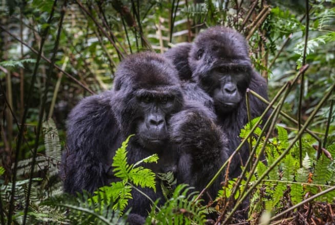 6-Day Rwanda Gorilla Trek & Wildlife Safari