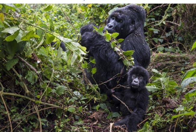 11-Day Rwanda Primate Wildlife Safaris