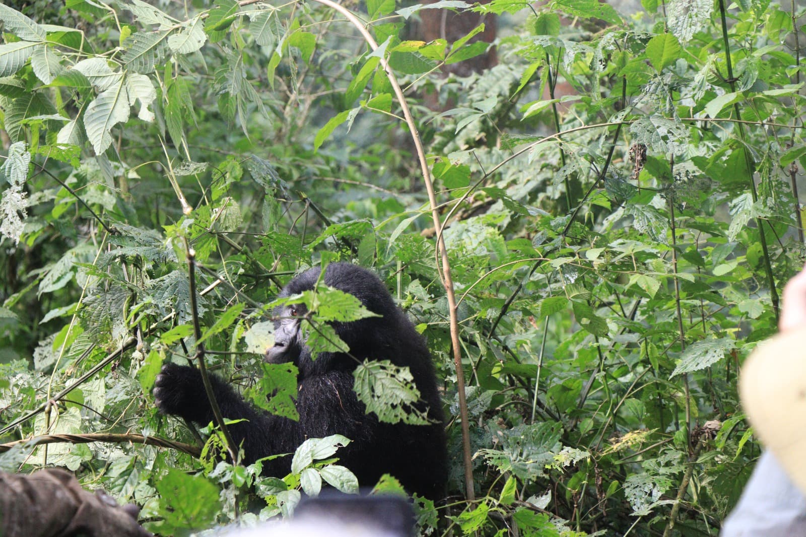 12-Day Uganda & Rwanda Wildlife Safaris
