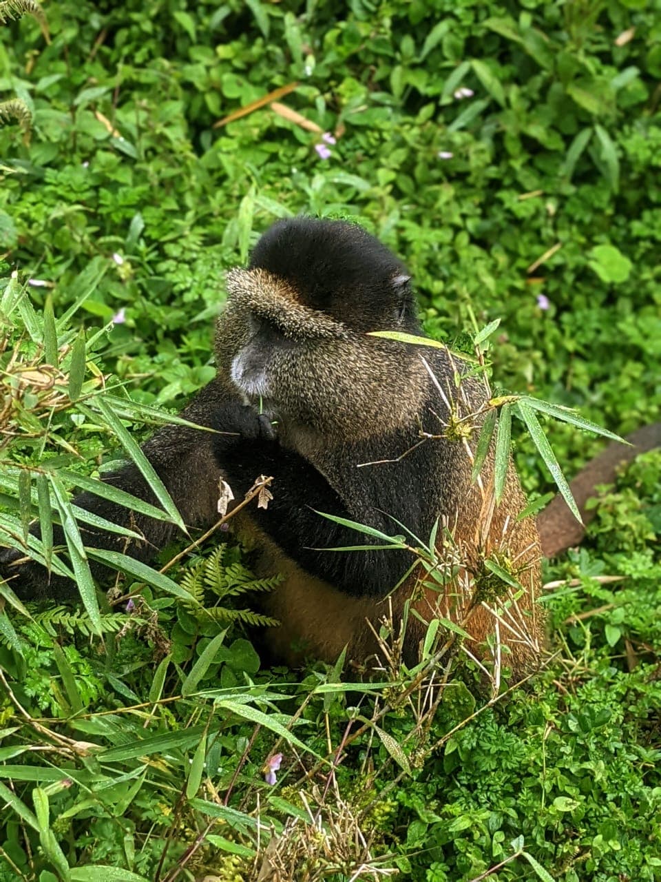 Golden Monkey Trekking & Transfer to Kigali