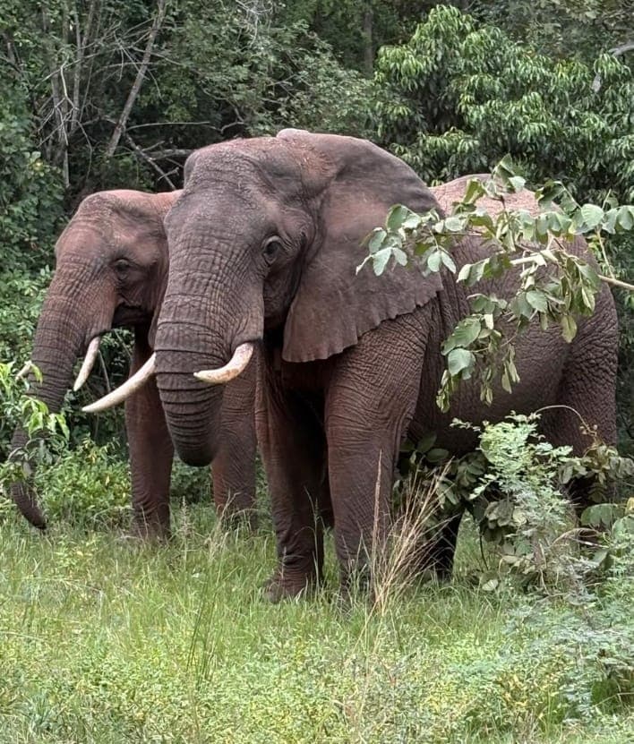 Your Day Safari in Detail