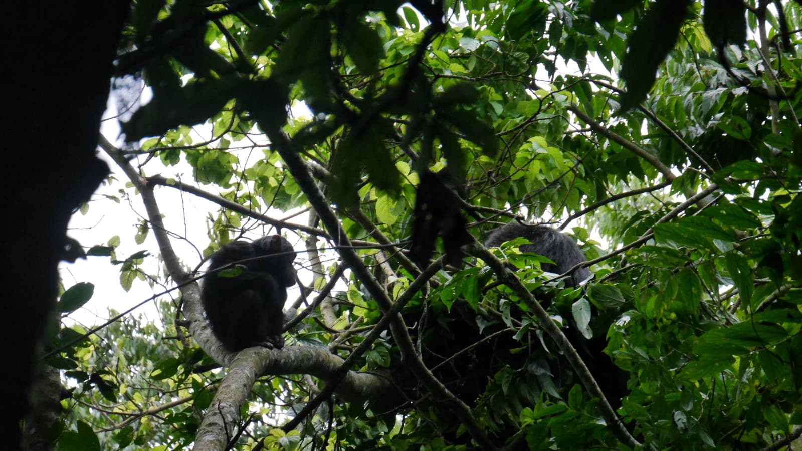 Nyungwe National Park