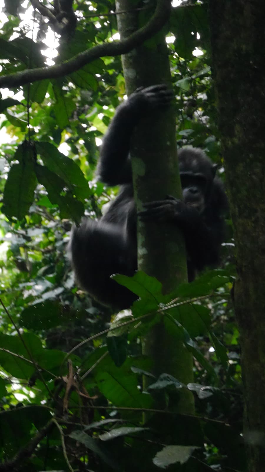 2-Day Nyungwe Chimpanzee Tracking Rwanda Safari