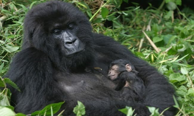 <h2><span style="color: rgb(232, 130, 30);"><strong>Best Things to Do in Rwanda: Top Attractions, Wildlife & Cultural Experiences</strong></span></h2><p></p>