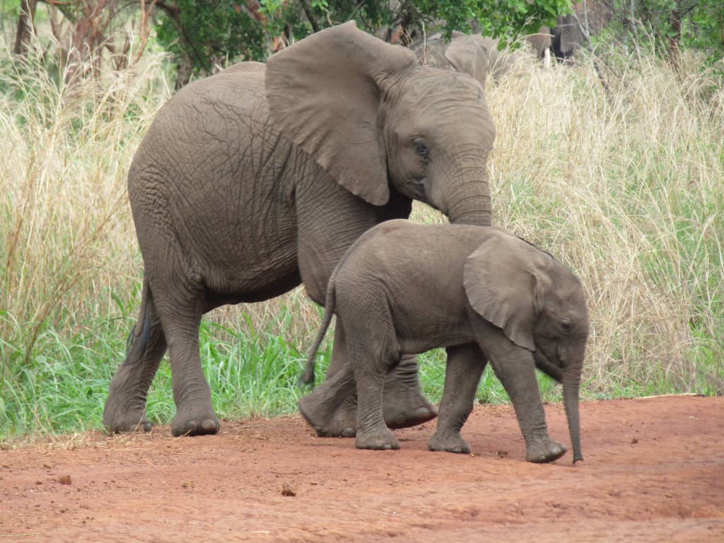 3-Day Kigali City Tour & Akagera National Park Wildlife Safari