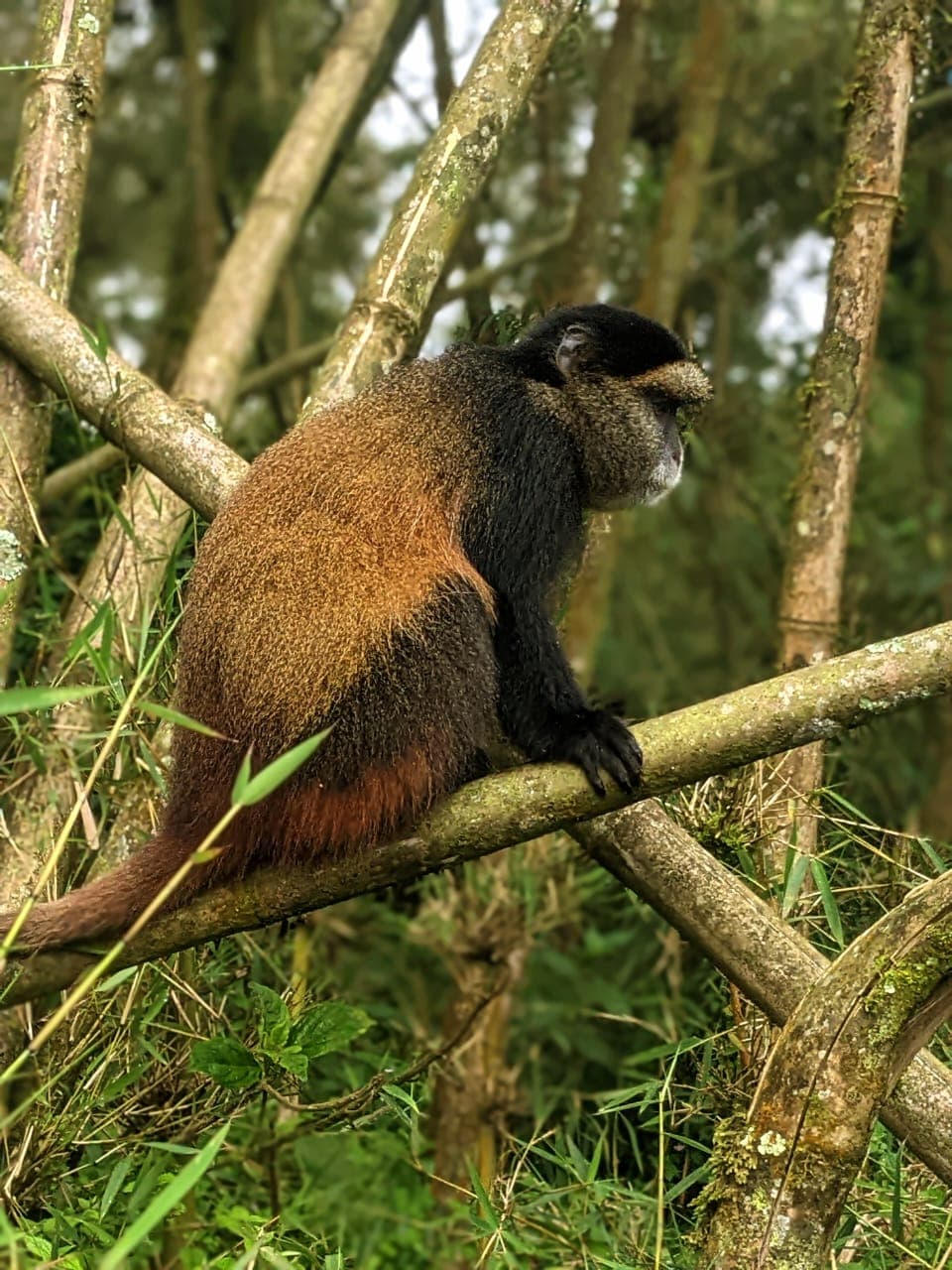 3-Day Mount Bisoke Hiking, Golden Monkey Trekking & Lake Kivu Tour