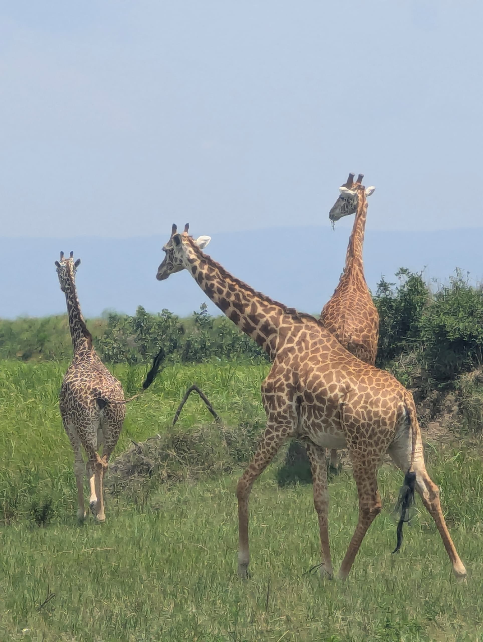 <h2><span style="color: rgb(232, 130, 30);"><strong>6-Day Best of Rwanda Adventure Safari</strong></span></h2><p></p>