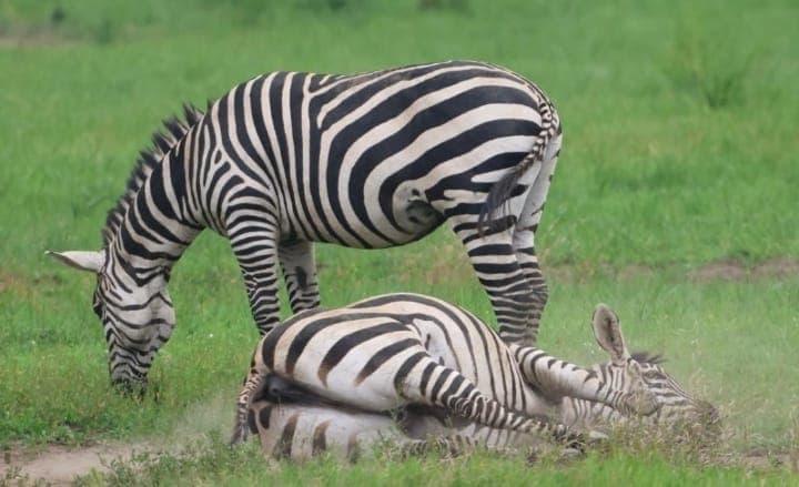 <h2><span style="color: rgb(232, 130, 30);"><strong>Best Time to Visit Rwanda: Complete 2026 Travel Guide</strong></span></h2><p></p>