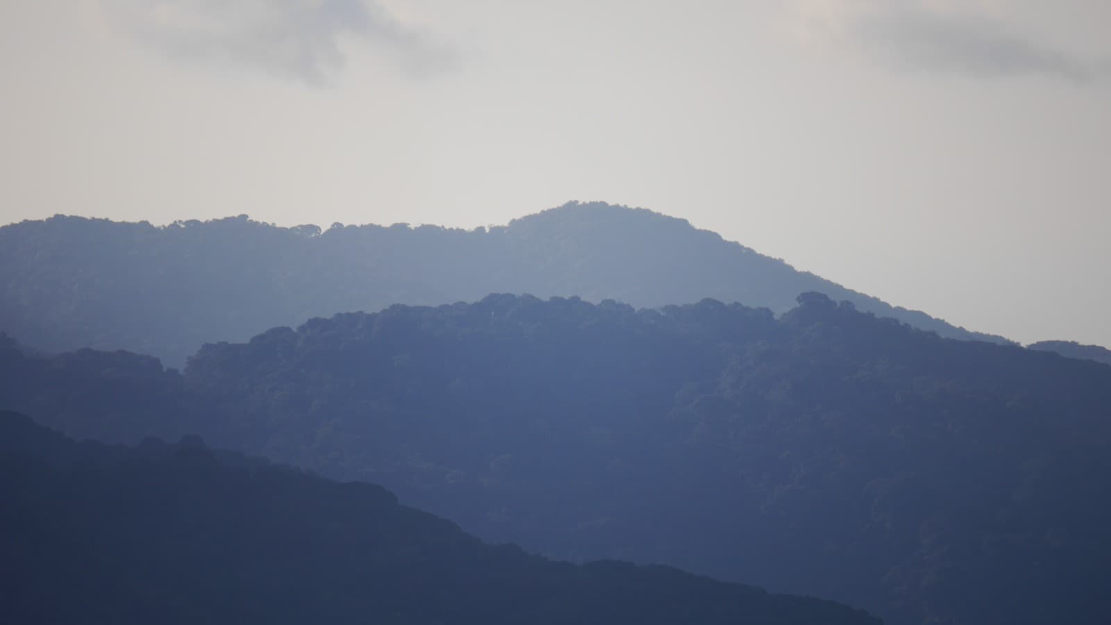 <h2><strong>Nyungwe Forest National Park Travel Guide | Chimpanzee Trekking Rwanda</strong></h2><p></p>