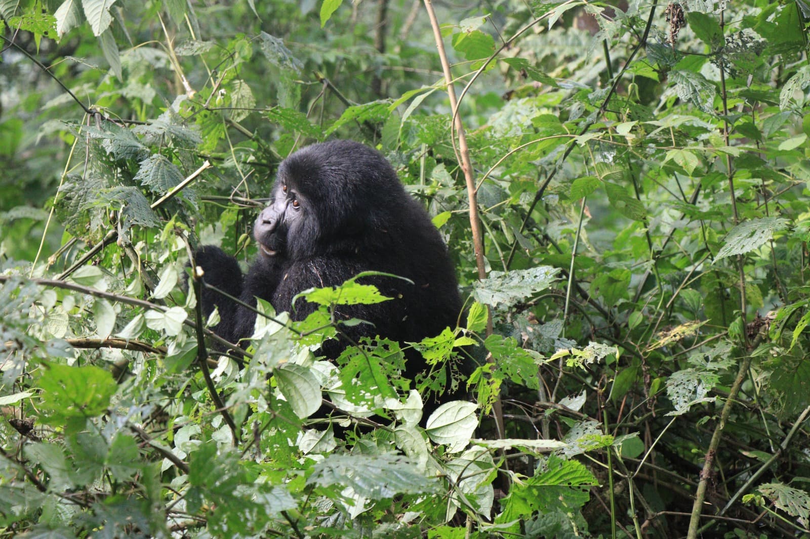 <h2><span style="color: rgb(232, 130, 30);"><strong>8-Day Rwanda Discovery</strong></span></h2><p></p>
